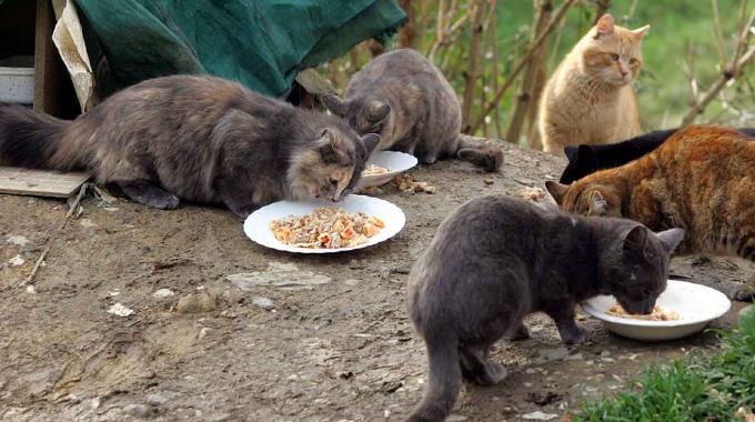 La responsabile della colonia felina multata per aver dato da mangiare ai gatti