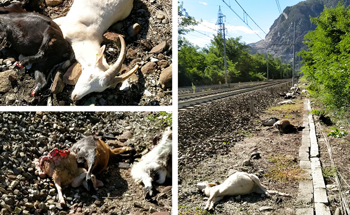 Multato il pastore che ha lasciato le capre sulla ferrovia. Trenta animali morti