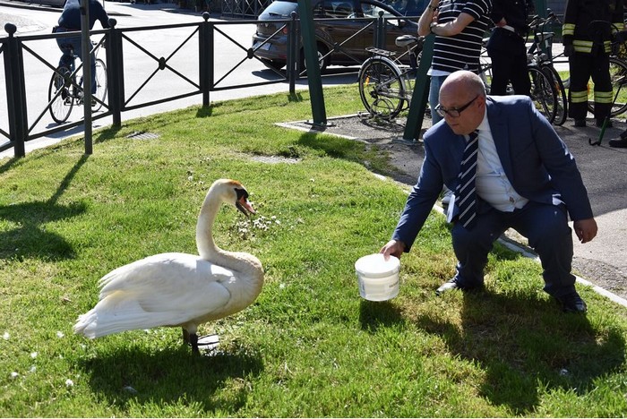 cigno pipicelli due