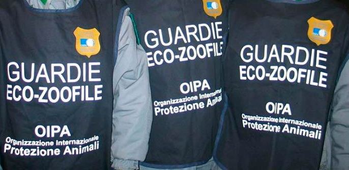 Pastore maremmano maltenuto in una gabbia sequestrato dalle Guardie eco-zoofile 