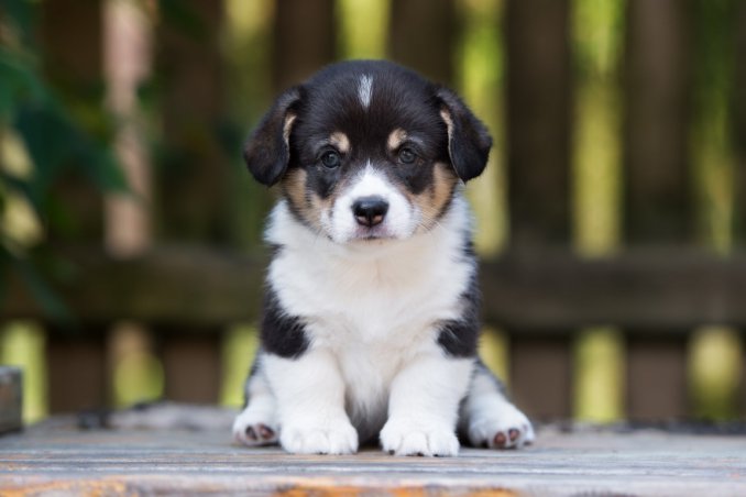 Cani in passerella a Cambiasca