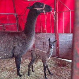 animali circo vienna