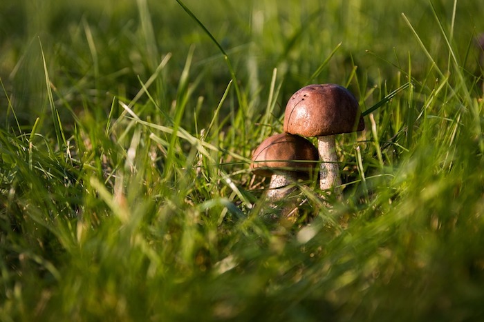 Funghi, una mostra nell'atrio del Castelli e i consigli degli esperti  